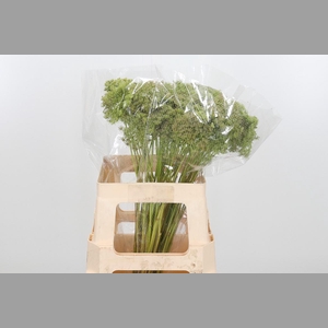 Ammi Majus Visnaga Zaad