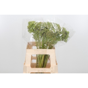 Ammi Majus Visnaga Zaad