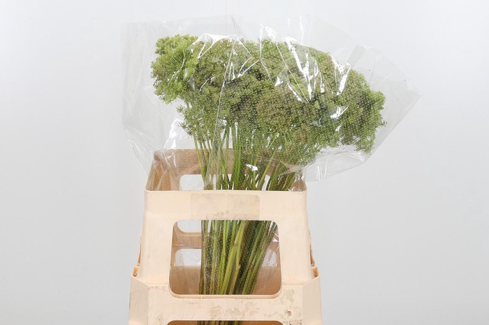 <h4>Ammi Majus Visnaga Zaad</h4>