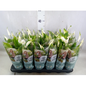 Spathiphyllum  'Chopin'
