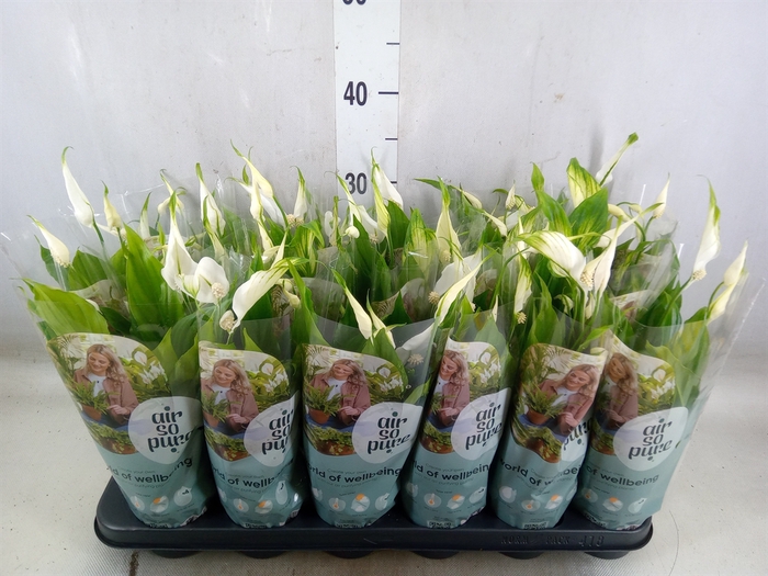 <h4>Spathiphyllum  'Chopin'</h4>