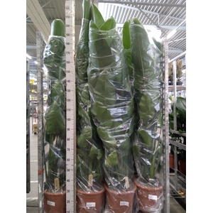 Strelitzia nicolai