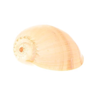 Shell Melo Diadema D20