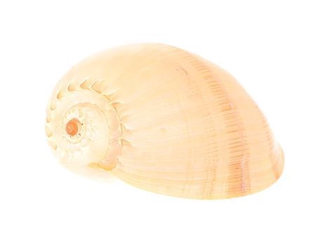 <h4>Shell Melo Diadema D20</h4>