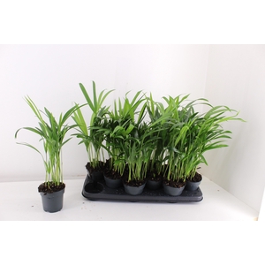 DYPSIS LUTESCENS