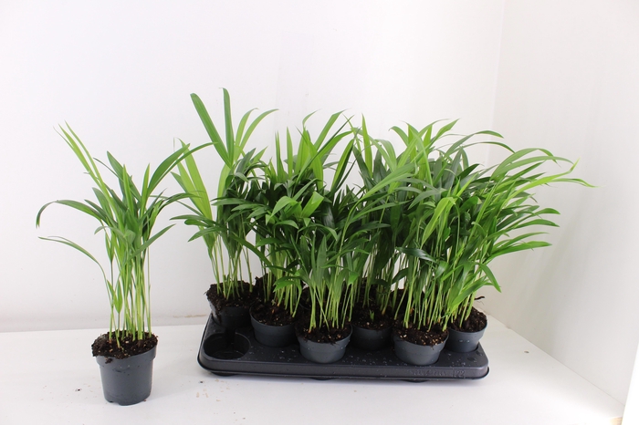 <h4>DYPSIS LUTESCENS</h4>