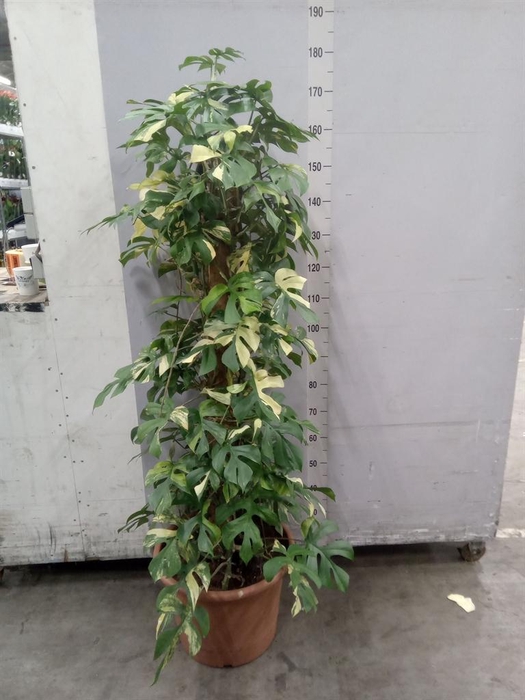 <h4>Monstera   ...</h4>