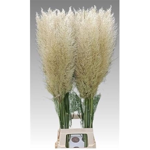 Cortaderia Se Evita 110cm Extra