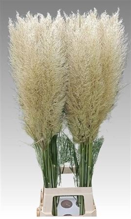 <h4>Cortaderia Se Evita 110cm Extra</h4>