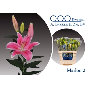 LI OR MARLON