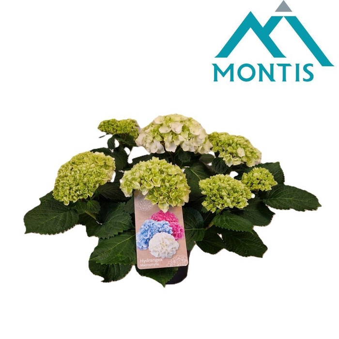 <h4>Hydrangea Crystal Palace 15 cm 9+</h4>