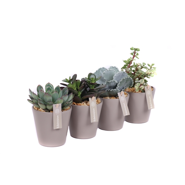 <h4>Succulent 8,5 cm in stein grau vaaspot met grind en etiket</h4>