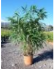 Pseudosasa japonica