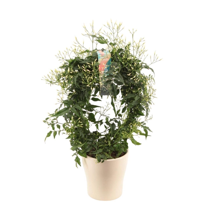 <h4>Jasminum boog Anna keramiek p13 wit (Jasmijn)</h4>