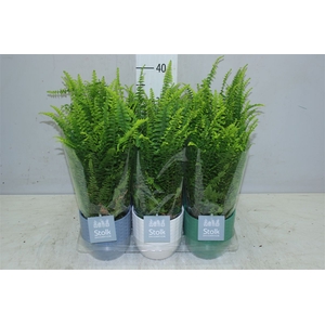 Nephrolepis Ex Vitale In Expres Keramiek