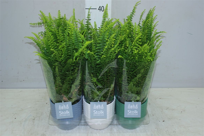 <h4>Nephrolepis Ex Vitale In Expres Keramiek</h4>