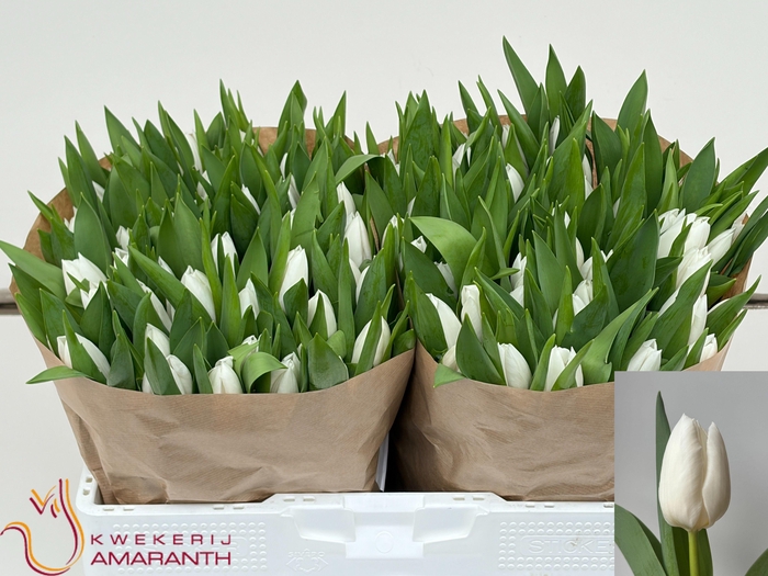 <h4>TU EN SENSATION WH</h4>