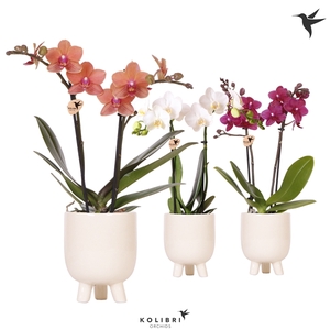 Kolibri Orchids Phalaenopsis mix 2 spike in Gummy pot travertine