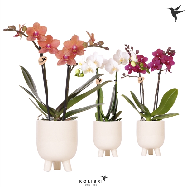 <h4>Kolibri Orchids Phalaenopsis mix 2 spike in Gummy pot travertine</h4>