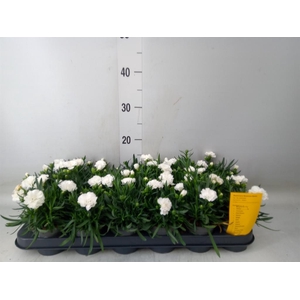 Dianthus  'Super Trouper Whitney'