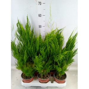 Asparagus setaceus 'Pyramidalis'