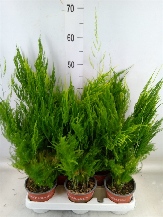 <h4>Asparagus setaceus 'Pyramidalis'</h4>