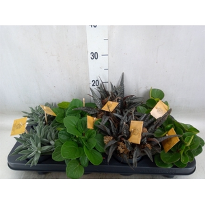 Planten  ..mix