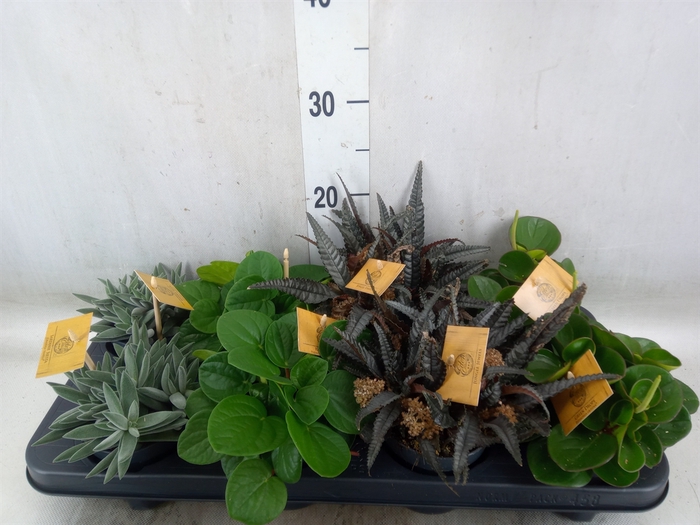<h4>Planten  ..mix</h4>