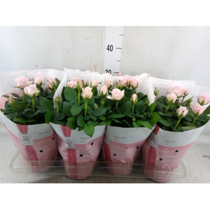 Rosa  'Amorosa Infinity Soft Pink'