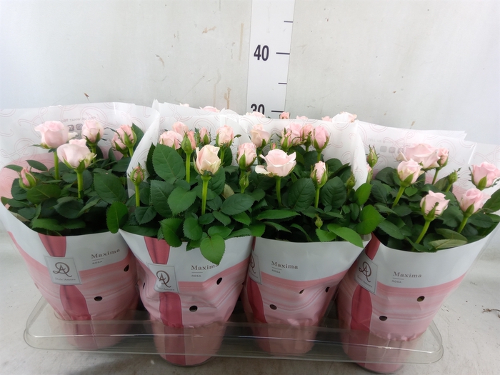 <h4>Rosa  'Amorosa Infinity Soft Pink'</h4>