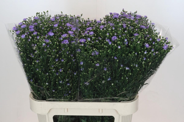 <h4>Aster Cassandra</h4>