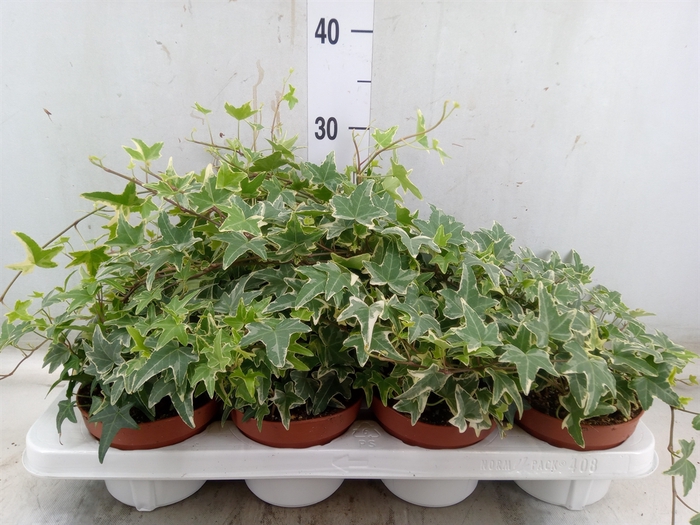<h4>Hedera   ...variegated</h4>