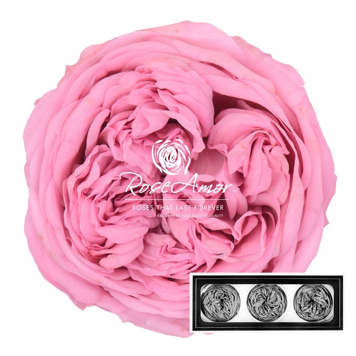 <h4>Kabukyza Per 3 Pin04</h4>