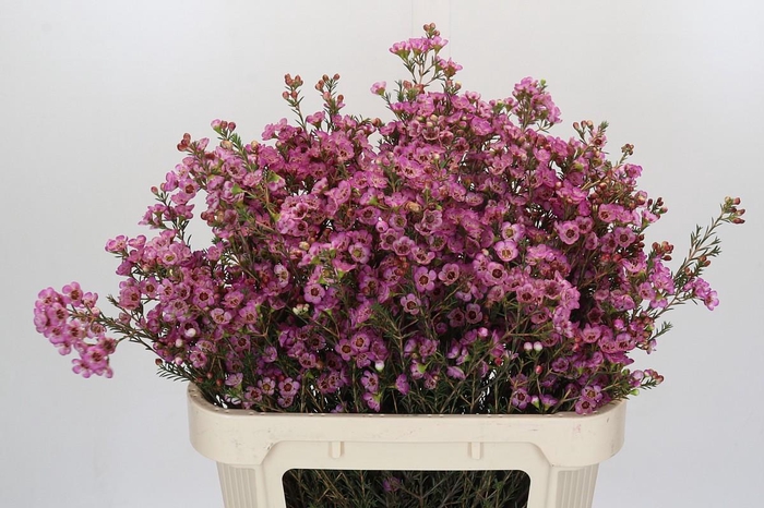 <h4>Chamelaucium Adi</h4>