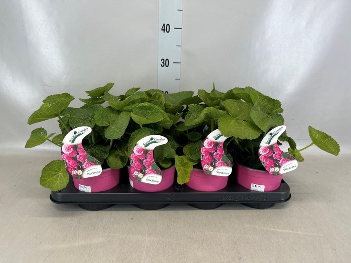 <h4>Alcea rosea</h4>