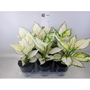 Aglaonema  'White Joy'