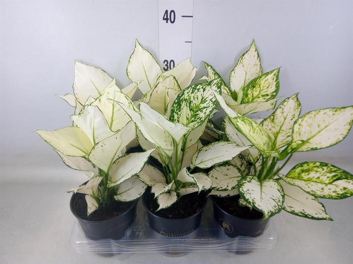<h4>Aglaonema  'White Joy'</h4>