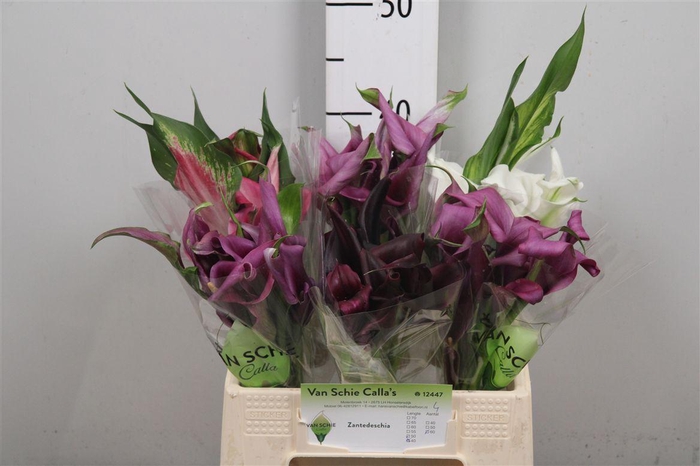 <h4>Zant Ov Mix</h4>