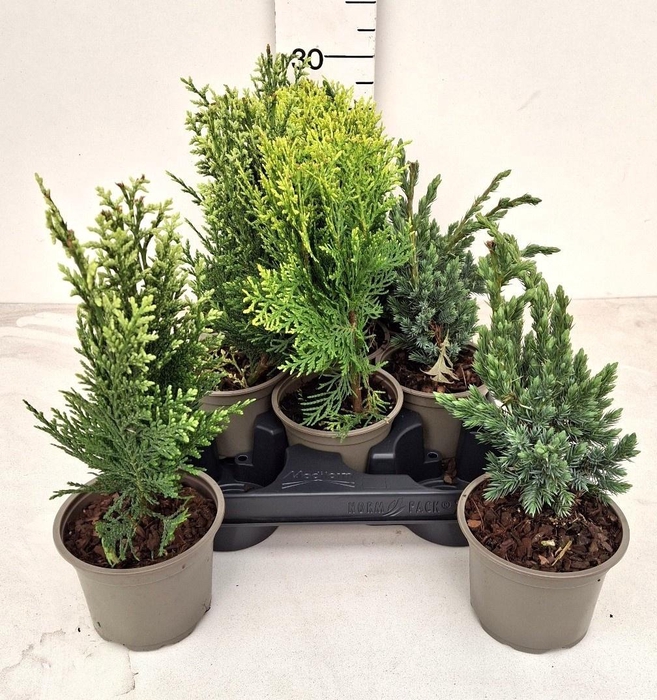 <h4>CONIFEREN GEM</h4>