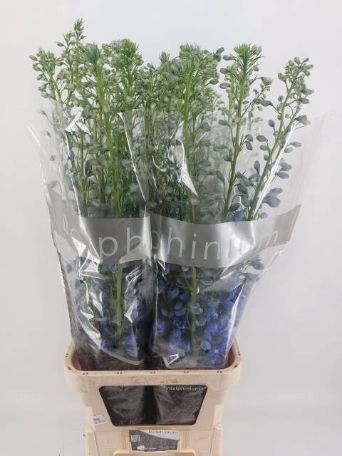 <h4>DELPH DU TRIT D BLUE</h4>