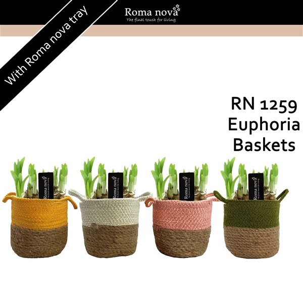 <h4>1259 - Euphoria Baskets (Tete a Tete)</h4>