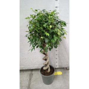 Ficus benja.   ...