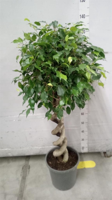 <h4>Ficus benja. ...</h4>