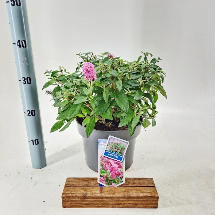 <h4>Buddleja Butterfly Candy Little Pin</h4>