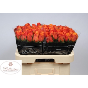R GR CONFIDENTIAL