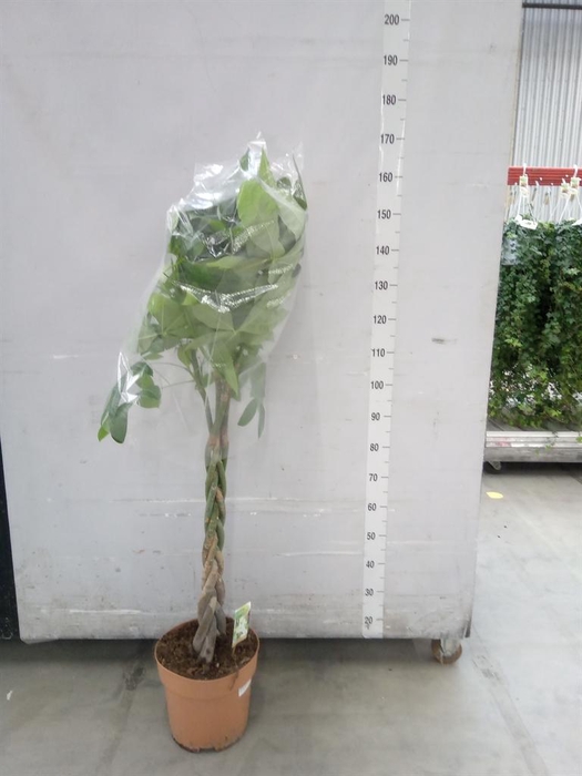 <h4>Pachira aquatica</h4>