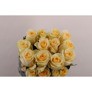 R Gr Creme de la Creme