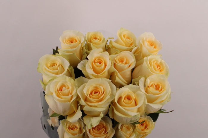 <h4>R Gr Creme De La Creme</h4>