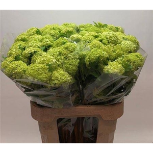 Viburnum Roseum St 80cm 2+