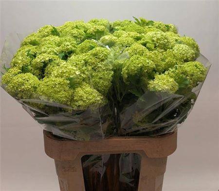 <h4>Viburnum Roseum St 80cm 2+</h4>